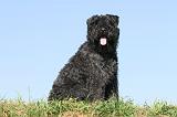 BOUVIER DES FLANDRES 069